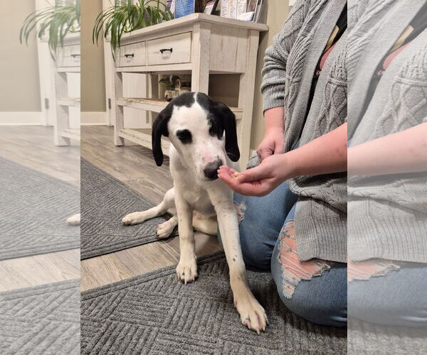 Medium Photo #2 Mutt Puppy For Sale in Emmett, ID, USA