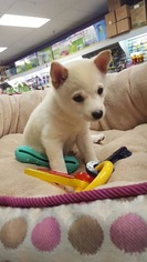 Shiba Inu Puppy for sale in AURORA, CO, USA