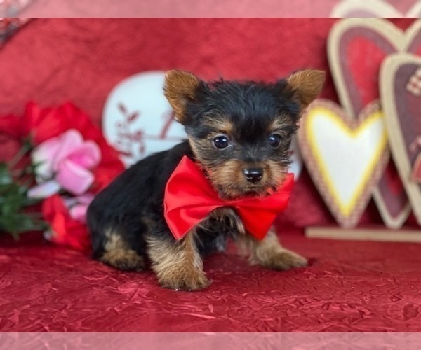 Medium Photo #5 Yorkshire Terrier Puppy For Sale in LANCASTER, PA, USA