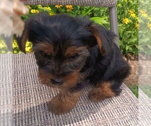 Yorkshire Terrier Puppy for sale in ECONOMY, IN, USA