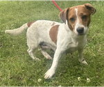 Small #1 Jack Russell Terrier Mix