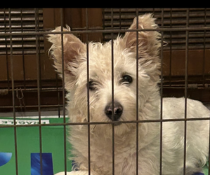 West Highland White Terrier Puppy for sale in BROOKSVILLE, FL, USA