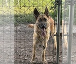 Small #3 German Shepherd Dog