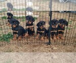Small Photo #2 Rottweiler Puppy For Sale in COLORADO SPRINGS, CO, USA