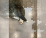 Small #6 Pembroke Welsh Corgi