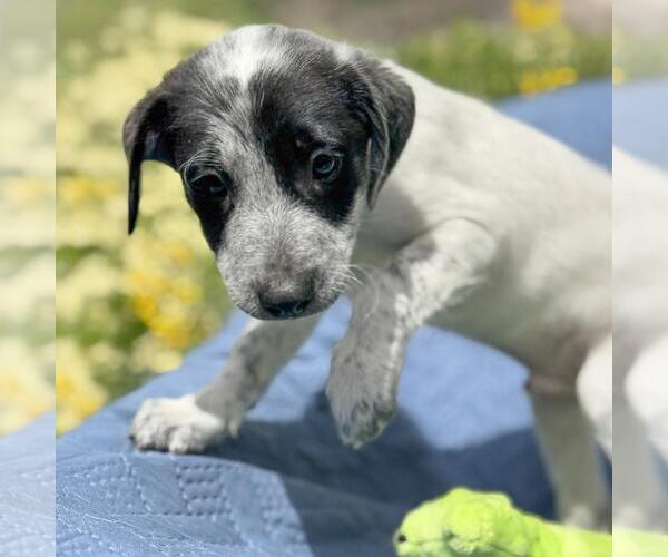 Medium Photo #4 Colonial Cocker Spaniel-Unknown Mix Puppy For Sale in San Diego, CA, USA