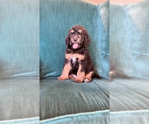Poodle (Standard) Puppy for sale in SPARTANBURG, SC, USA