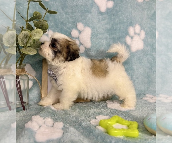 Medium Photo #3 Mal-Shi Puppy For Sale in NOBLESVILLE, IN, USA