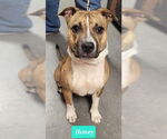 Small American Staffordshire Terrier