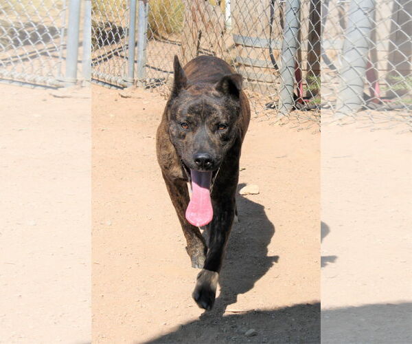 Medium Photo #12 Holland Shepherd-Unknown Mix Puppy For Sale in Apple Valley, CA, USA