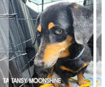 Small #4 Dachshund