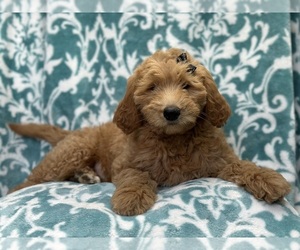 Goldendoodle Puppy for sale in LAKELAND, FL, USA