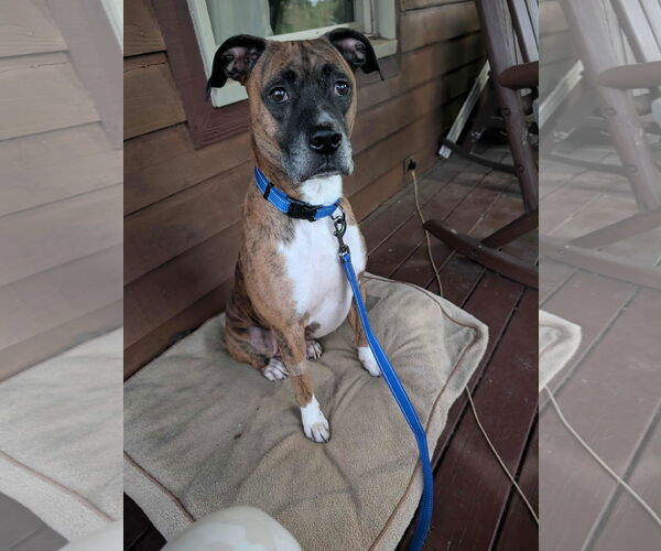 Medium Photo #3 Boxer Puppy For Sale in Burnsville, MN, USA