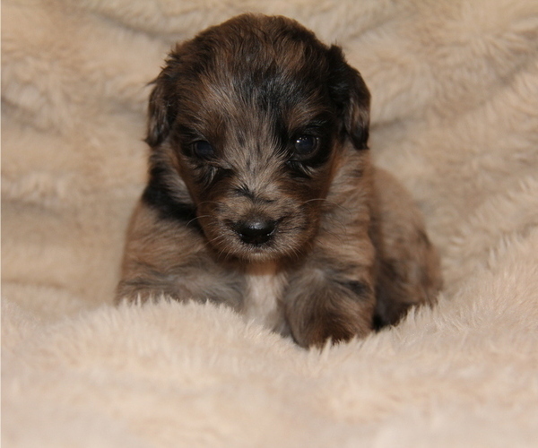 Medium Photo #23 Australian Retriever Puppy For Sale in STEWART, MS, USA