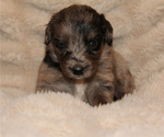 Small #22 Australian Retriever
