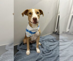 Dobby - Male Shepradors Dog for Adoption - Photo #3