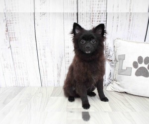 Pomeranian Puppy for sale in MARIETTA, GA, USA