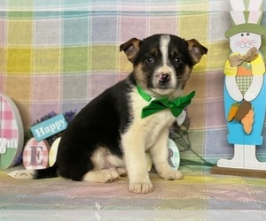 Australian Cattle Dog-Unknown Mix Puppy for sale in LANCASTER, PA, USA