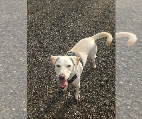 Medium Photo #7 Labrador Retriever-Unknown Mix Puppy For Sale in New York, NY, USA