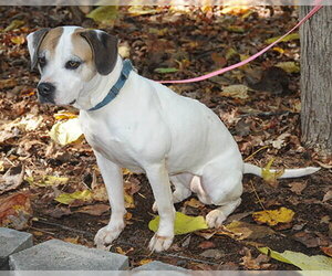Bailey - Female Mutt Dog for Adoption - Photo #5