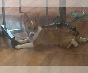 Mother of the Pembroke Welsh Corgi puppies born on 10/08/2022