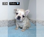 Puppy 1 French Bulldog
