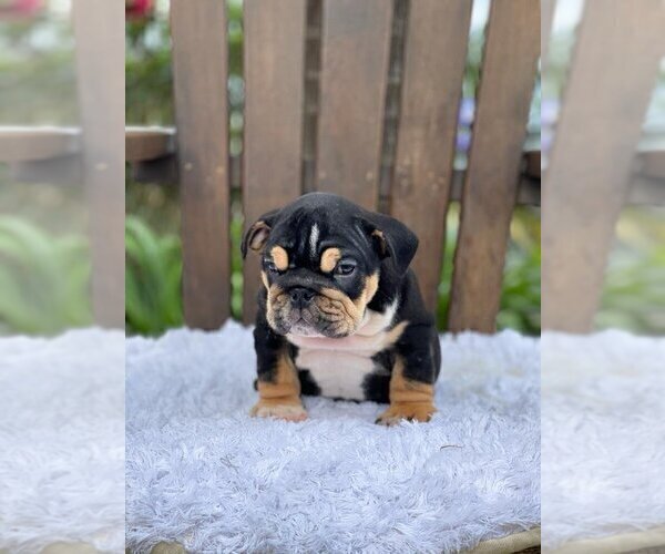 Medium Photo #2 Bulldog Puppy For Sale in CLEVELAND, OH, USA