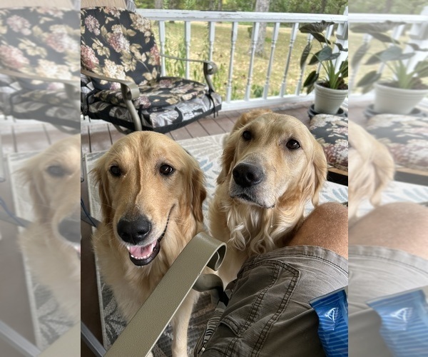 Medium Photo #1 Golden Retriever Puppy For Sale in SAINT JAMES, MO, USA