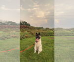 Small #1 Akita Mix