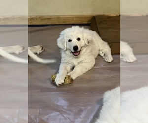 Great Pyrenees Puppy for sale in MOUNT MORRIS, MI, USA