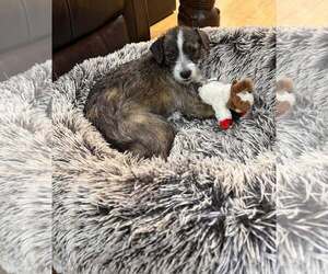 Mutt Dogs for adoption in Minneapolis, MN, USA