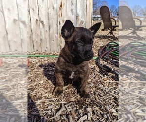 Belgian Malinois Puppy for sale in NEOSHO, MO, USA