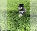 Small Photo #10 Alaskan Klee Kai Puppy For Sale in SAUGERTIES, NY, USA