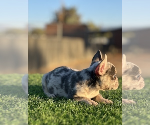 Medium Photo #6 French Bulldog Puppy For Sale in FOLSOM, CA, USA