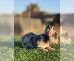 Small #5 French Bulldog