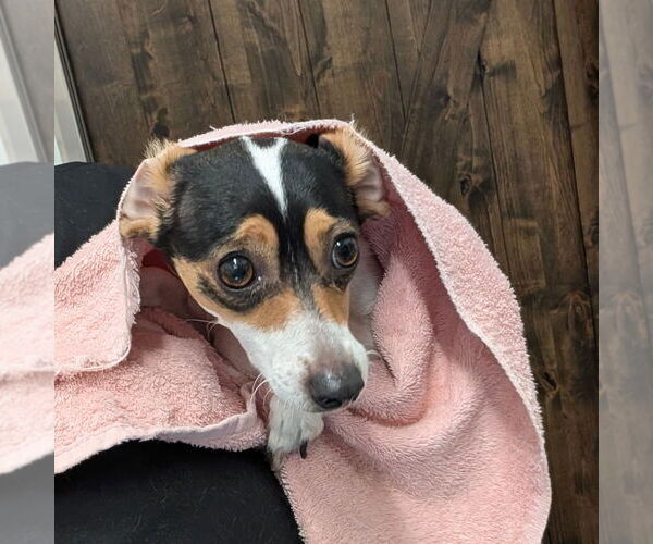 Medium Photo #1 Jack Russell Terrier-Unknown Mix Puppy For Sale in Chico, CA, USA