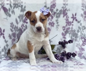 Labrador Retriever-Unknown Mix Puppy for sale in LAKELAND, FL, USA