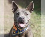 Small American Staffordshire Terrier Mix