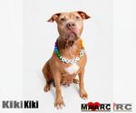 Small Photo #6 Staffordshire Bull Terrier-Unknown Mix Puppy For Sale in Maryville, TN, USA