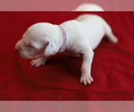 Small Photo #4 Dalmatian Puppy For Sale in KATY, TX, USA
