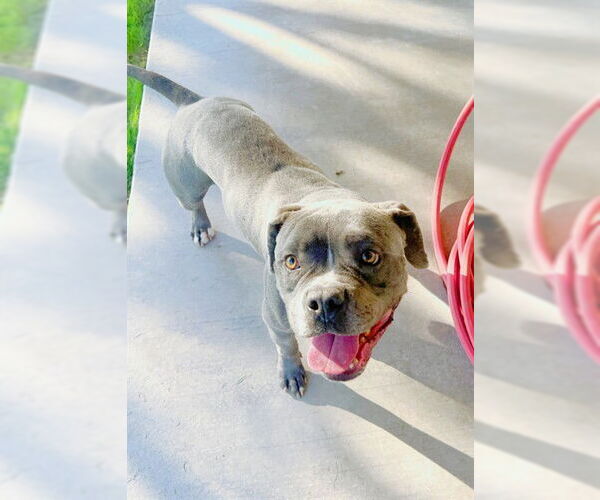 Medium Photo #1 Mutt Puppy For Sale in Riverside, CA, USA