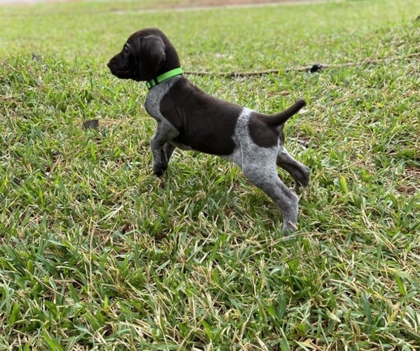 Medium Photo #2 German Shorthaired Pointer Puppy For Sale in SUMMERVILLE, SC, USA