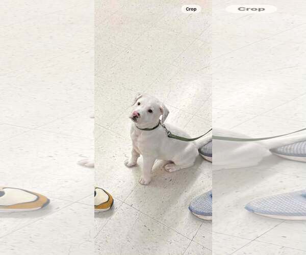 Medium Photo #4 Mutt Puppy For Sale in pomfret, CT, USA