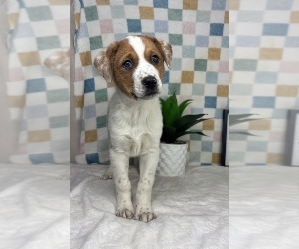 Medium Photo #2 Australian Cattle Dog Puppy For Sale in FRANKLIN, IN, USA