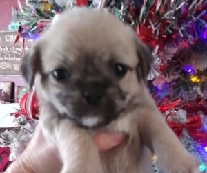 Poodle (Toy)-Pug Mix Puppy for sale in NEW WAVERLY, TX, USA
