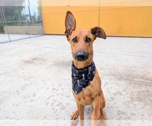 German Shepherd Dog-Unknown Mix Dogs for adoption in Denver, CO, USA