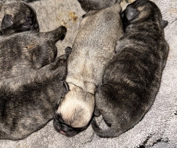 Medium Photo #3 Pug Puppy For Sale in TROY, MO, USA