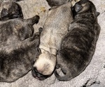 Small #2 Pug