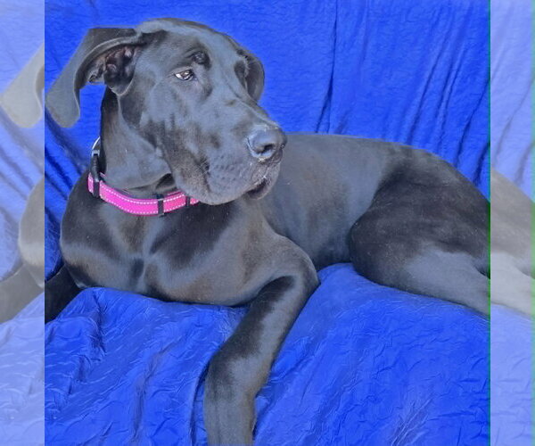 Medium Photo #8 Great Dane Puppy For Sale in Cuba, NY, USA