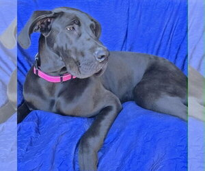 Mia - Female Great Dane Dog for Adoption - Photo #8